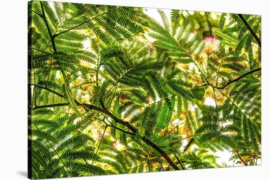 Underneath view of green leaves as a background. Green Lake, Seattle, Washington State, USA-Stuart Westmorland-Stretched Canvas