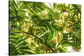 Underneath view of green leaves as a background. Green Lake, Seattle, Washington State, USA-Stuart Westmorland-Stretched Canvas