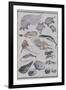 Undersea Creatures, from a Manga (Colour Woodblock Print)-Katsushika Hokusai-Framed Giclee Print