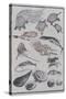 Undersea Creatures, from a Manga (Colour Woodblock Print)-Katsushika Hokusai-Stretched Canvas