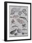 Undersea Creatures, from a Manga (Colour Woodblock Print)-Katsushika Hokusai-Framed Giclee Print