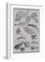 Undersea Creatures, from a Manga (Colour Woodblock Print)-Katsushika Hokusai-Framed Giclee Print