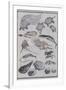 Undersea Creatures, from a Manga (Colour Woodblock Print)-Katsushika Hokusai-Framed Premium Giclee Print