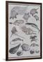 Undersea Creatures, from a Manga (Colour Woodblock Print)-Katsushika Hokusai-Framed Giclee Print