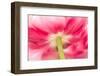 Underside detail of large red tulip, Keukenhof Gardens, Lisse, Netherlands-Adam Jones-Framed Photographic Print