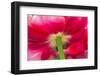 Underside detail of large red tulip, Keukenhof Gardens, Lisse, Netherlands-Adam Jones-Framed Photographic Print