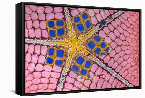 underside of a honeycomb sea star with tiny shrimps-Alex Mustard-Framed Stretched Canvas