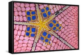 underside of a honeycomb sea star with tiny shrimps-Alex Mustard-Framed Stretched Canvas