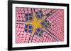 underside of a honeycomb sea star with tiny shrimps-Alex Mustard-Framed Photographic Print