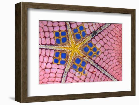 underside of a honeycomb sea star with tiny shrimps-Alex Mustard-Framed Photographic Print