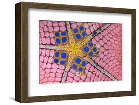 underside of a honeycomb sea star with tiny shrimps-Alex Mustard-Framed Photographic Print