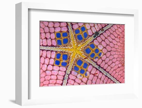 underside of a honeycomb sea star with tiny shrimps-Alex Mustard-Framed Photographic Print