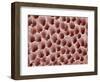 Underside of a Polypore Mushroom-Micro Discovery-Framed Photographic Print