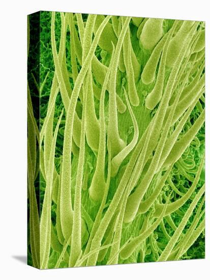 Underside of a Stinging Nettle Leaf-Micro Discovery-Stretched Canvas