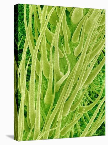 Underside of a Stinging Nettle Leaf-Micro Discovery-Stretched Canvas