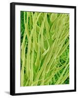 Underside of a Stinging Nettle Leaf-Micro Discovery-Framed Photographic Print