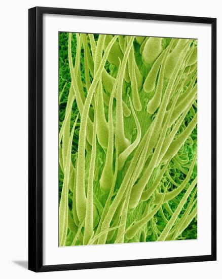 Underside of a Stinging Nettle Leaf-Micro Discovery-Framed Photographic Print