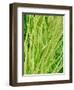 Underside of a Stinging Nettle Leaf-Micro Discovery-Framed Photographic Print