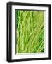 Underside of a Stinging Nettle Leaf-Micro Discovery-Framed Photographic Print