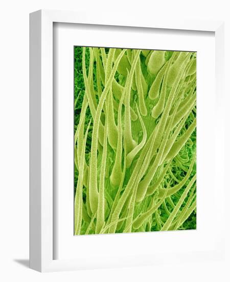Underside of a Stinging Nettle Leaf-Micro Discovery-Framed Photographic Print