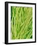 Underside of a Stinging Nettle Leaf-Micro Discovery-Framed Photographic Print