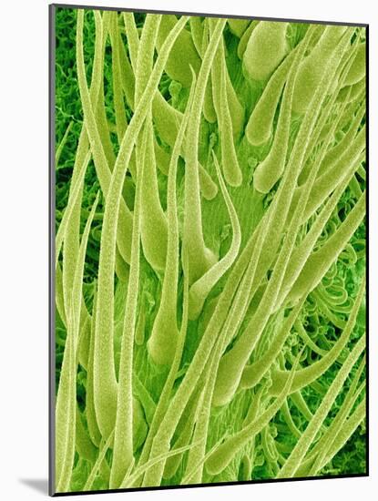 Underside of a Stinging Nettle Leaf-Micro Discovery-Mounted Photographic Print