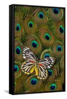 Underside of Delias Butterfly on Peacock Tail Feather Design-Darrell Gulin-Framed Stretched Canvas