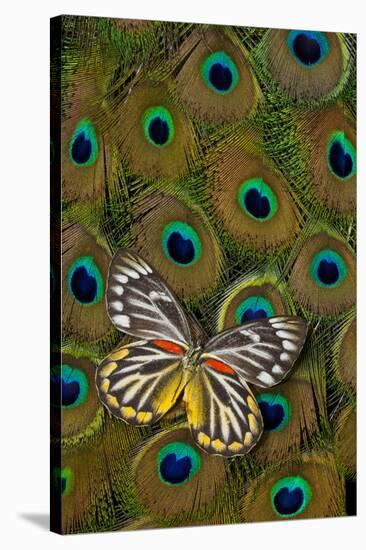 Underside of Delias Butterfly on Peacock Tail Feather Design-Darrell Gulin-Stretched Canvas