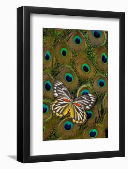 Underside of Delias Butterfly on Peacock Tail Feather Design-Darrell Gulin-Framed Premium Photographic Print