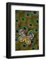 Underside of Delias Butterfly on Peacock Tail Feather Design-Darrell Gulin-Framed Premium Photographic Print