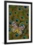 Underside of Delias Butterfly on Peacock Tail Feather Design-Darrell Gulin-Framed Photographic Print