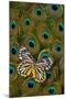 Underside of Delias Butterfly on Peacock Tail Feather Design-Darrell Gulin-Mounted Photographic Print