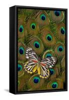 Underside of Delias Butterfly on Peacock Tail Feather Design-Darrell Gulin-Framed Stretched Canvas