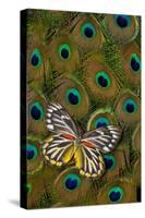 Underside of Delias Butterfly on Peacock Tail Feather Design-Darrell Gulin-Stretched Canvas