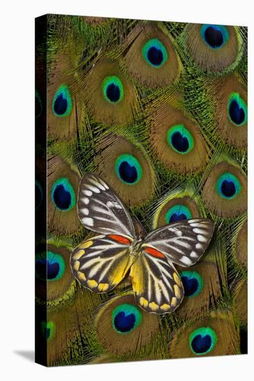 Underside of Delias Butterfly on Peacock Tail Feather Design-Darrell Gulin-Stretched Canvas