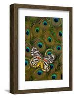 Underside of Delias Butterfly on Peacock Tail Feather Design-Darrell Gulin-Framed Photographic Print