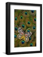 Underside of Delias Butterfly on Peacock Tail Feather Design-Darrell Gulin-Framed Photographic Print