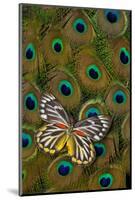 Underside of Delias Butterfly on Peacock Tail Feather Design-Darrell Gulin-Mounted Photographic Print