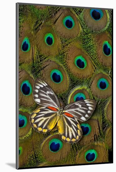 Underside of Delias Butterfly on Peacock Tail Feather Design-Darrell Gulin-Mounted Photographic Print