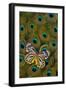 Underside of Delias Butterfly on Peacock Tail Feather Design-Darrell Gulin-Framed Photographic Print