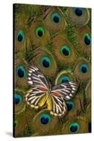 Underside of Delias Butterfly on Peacock Tail Feather Design-Darrell Gulin-Stretched Canvas