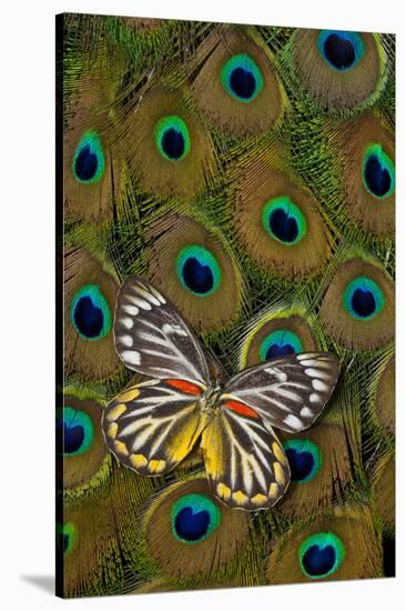 Underside of Delias Butterfly on Peacock Tail Feather Design-Darrell Gulin-Stretched Canvas