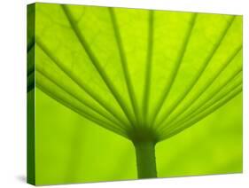 Underside of Lotus Leaf, Kenilworth Aquatic Gardens, Washington DC, USA-Corey Hilz-Stretched Canvas