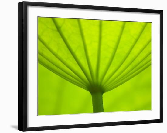 Underside of Lotus Leaf, Kenilworth Aquatic Gardens, Washington DC, USA-Corey Hilz-Framed Photographic Print