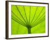 Underside of Lotus Leaf, Kenilworth Aquatic Gardens, Washington DC, USA-Corey Hilz-Framed Photographic Print