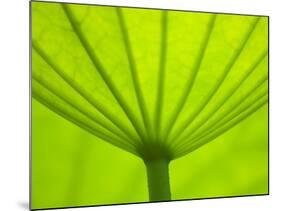 Underside of Lotus Leaf, Kenilworth Aquatic Gardens, Washington DC, USA-Corey Hilz-Mounted Photographic Print