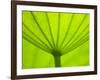 Underside of Lotus Leaf, Kenilworth Aquatic Gardens, Washington DC, USA-Corey Hilz-Framed Photographic Print