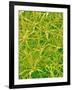 Underside of Marsh Mallow Leaf-Micro Discovery-Framed Photographic Print