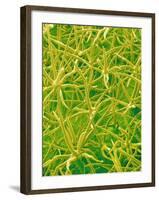 Underside of Marsh Mallow Leaf-Micro Discovery-Framed Photographic Print