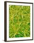 Underside of Marsh Mallow Leaf-Micro Discovery-Framed Photographic Print